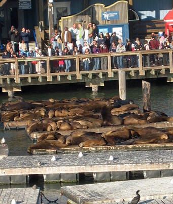 Sea Lions at Pier 39 Sea Lions at Pier 39