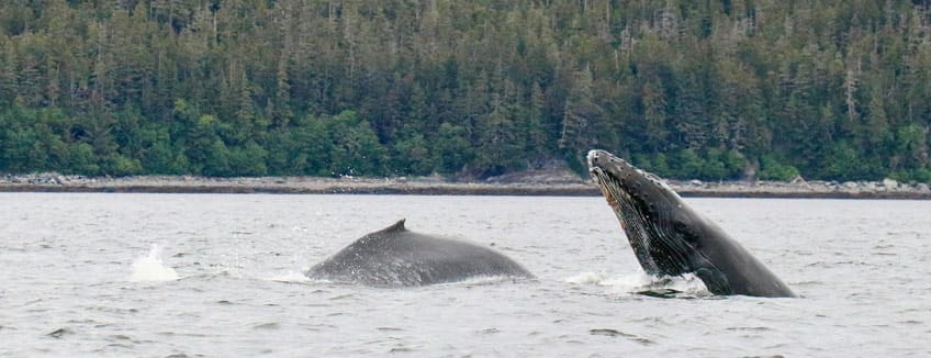 Best Time to Cruise Alaska August