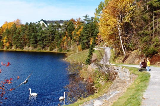 A trail along the Corner Brook Stream