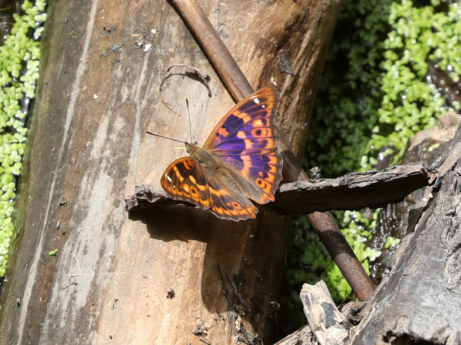 20220619-SN78-Apatura-ilia-clytie.JPG