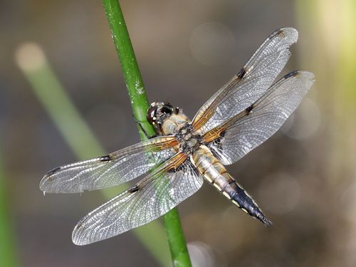 Les P’tits Curieux à l’étang d’Or