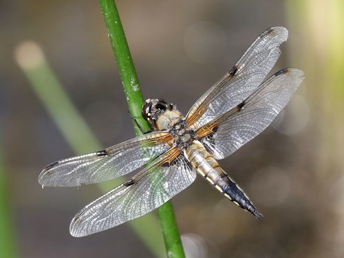 20220619-SN78-l-quadrimaculata3.JPG