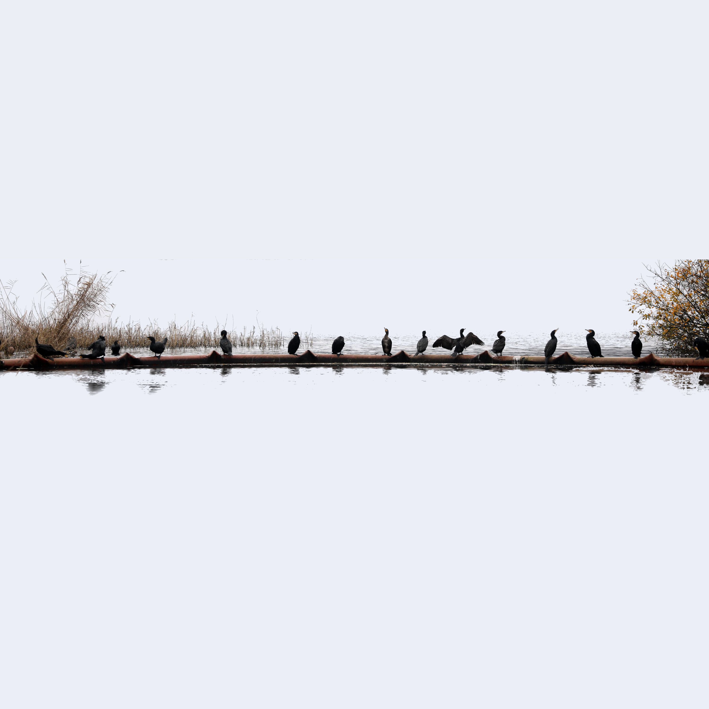 2021-11-30-SN78-pha-cra2.JPG
