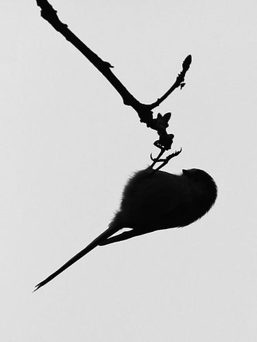 Le réveil des oiseaux