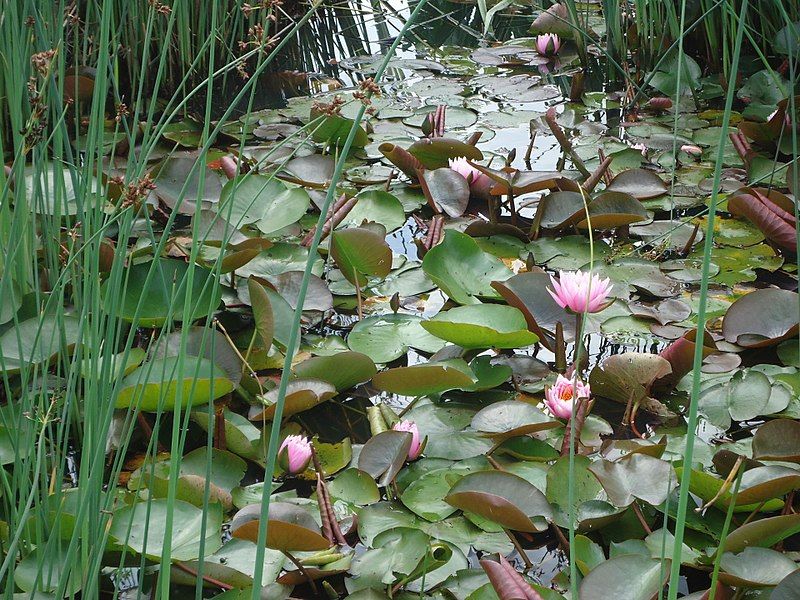 800px-Parc_floral_de_Paris_Lotus.jpeg
