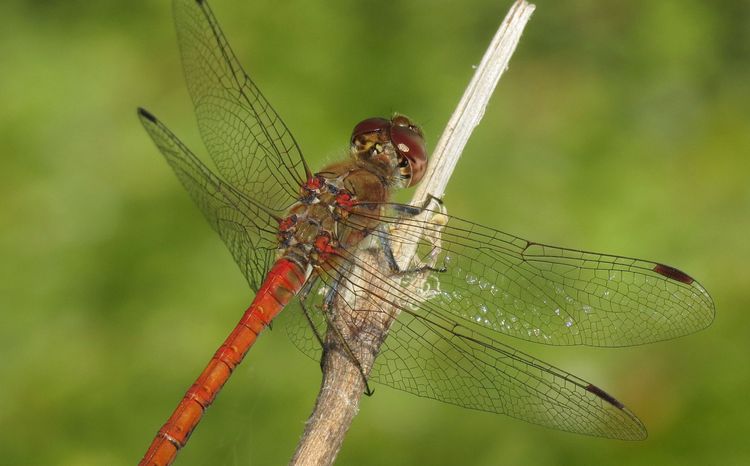 Les activités Nature proposés par Richard - Guide nature et accompagnateur en montagne