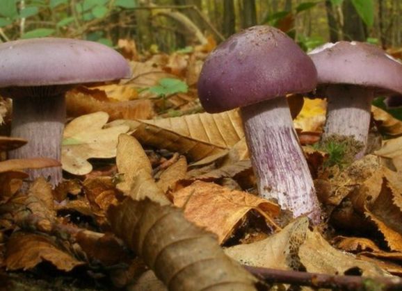 Les champignons et la forêt de Fontainebleau en automne