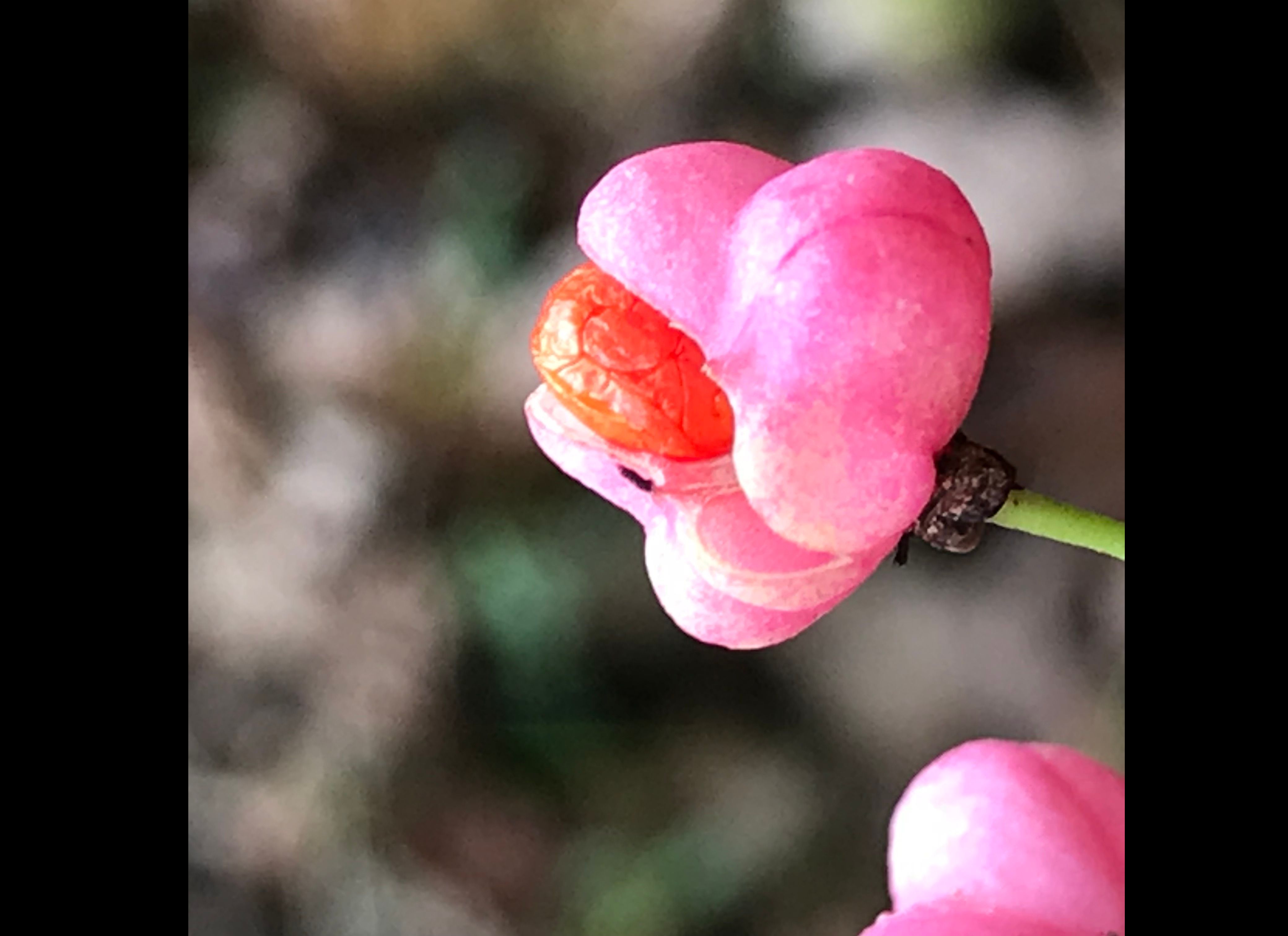 Le Bonnet de l'évèque ou Fusain