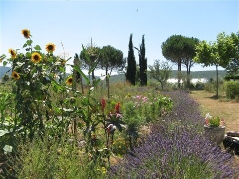 Découverte et cuisine des plantes sauvages