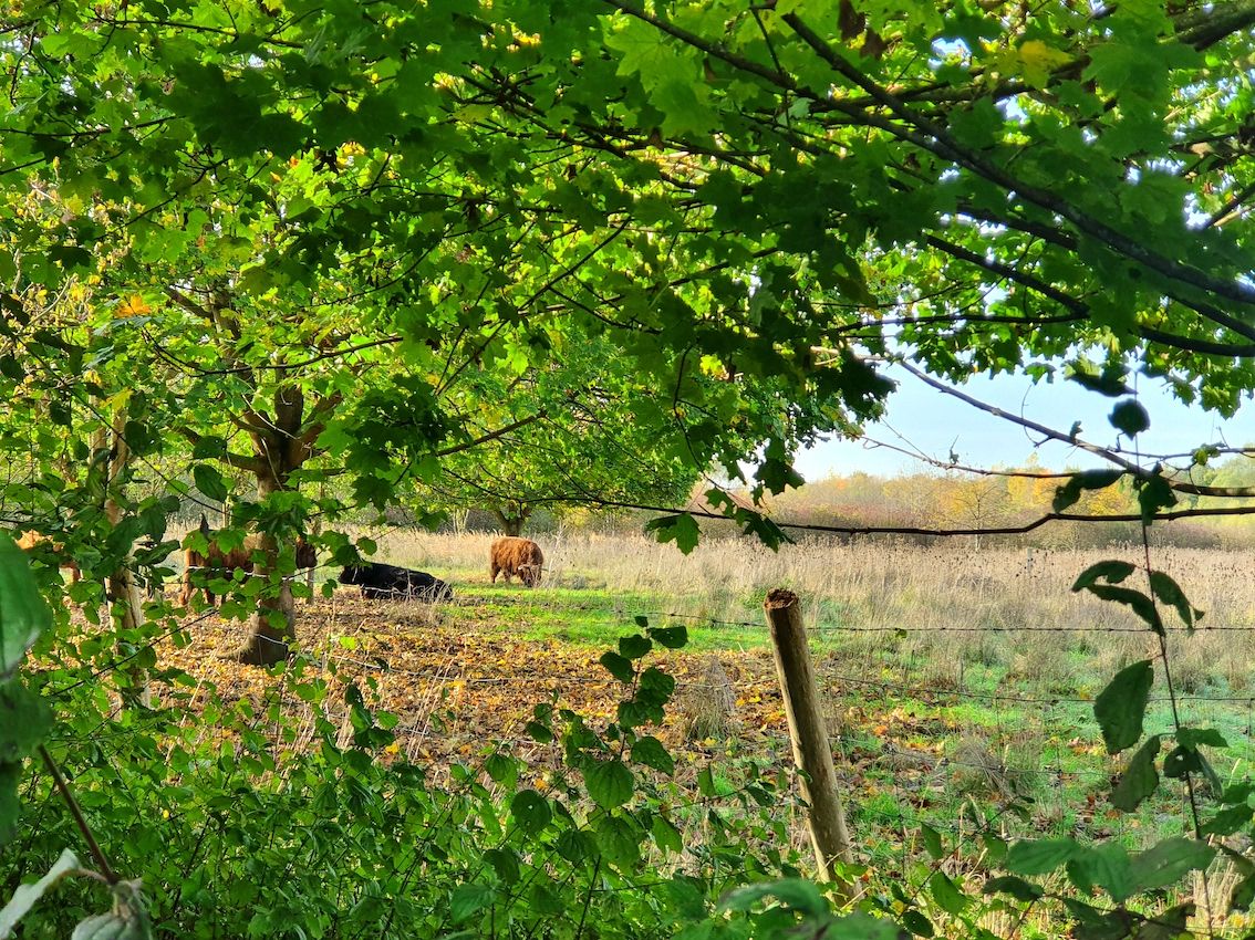 Prairie pâturée