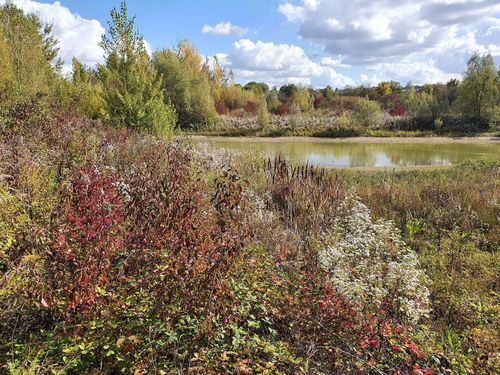 Balade botanique au Parc de la Haute-Ile