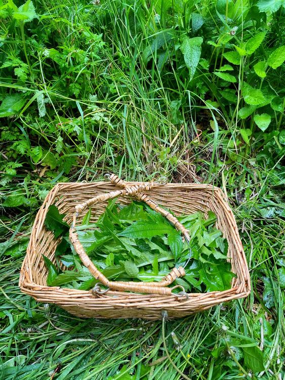 Les activités Nature proposés par Flora - Ethnobotaniste/animatrice