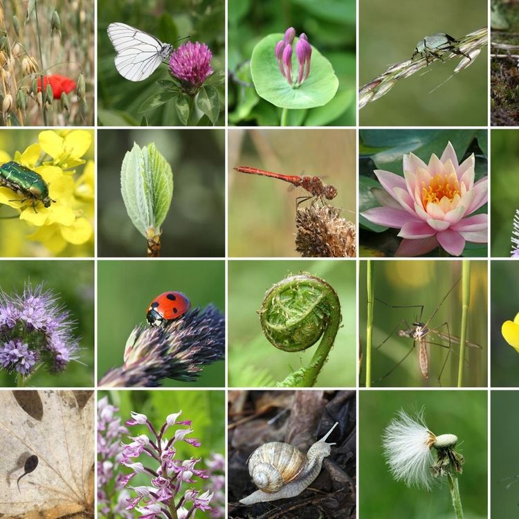 Fresque de la Biodiversité