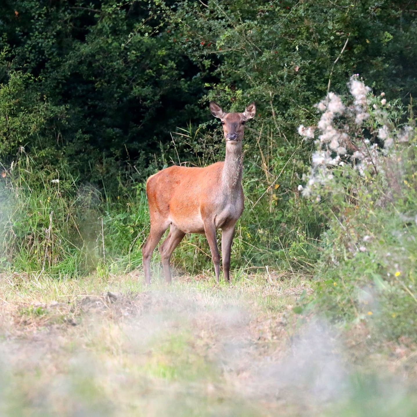 biche.jpg