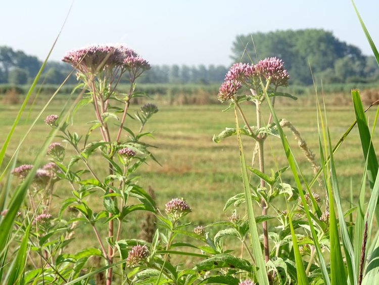 Les activités Nature proposés par nathalie - guide nature qualinat et paysagiste