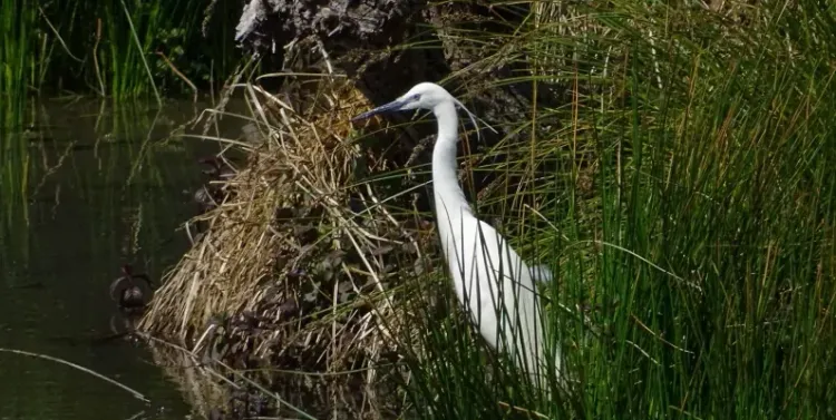 Découverte de la faune autour des points d'eau de la Bassée