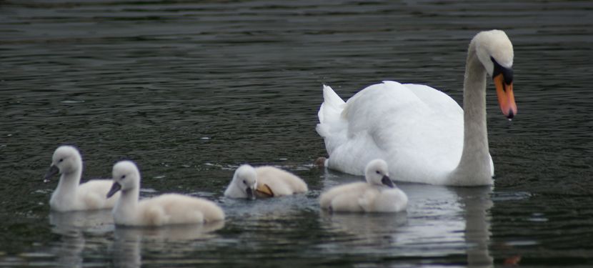 cygnes au lac de Créteil