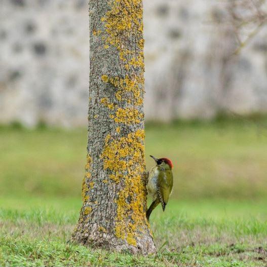Découverte des oiseaux au parc du Sausset