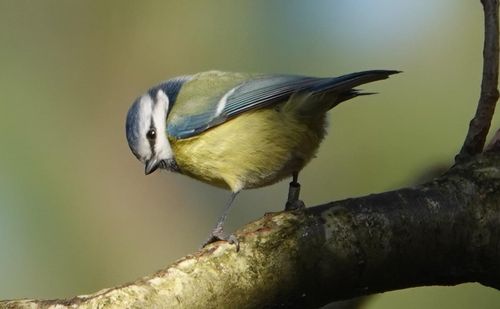 Les Oiseaux des Buttes Chaumont