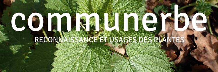 Les activités Nature proposés par Véronique - Sorties & Ateliers botanique