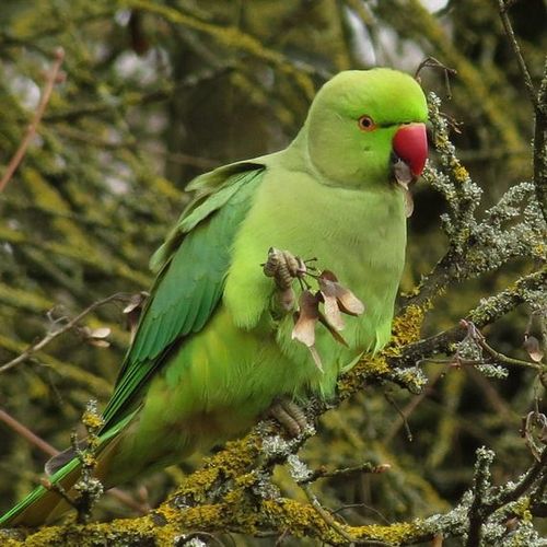 Les oiseaux du Bois de Vincennes