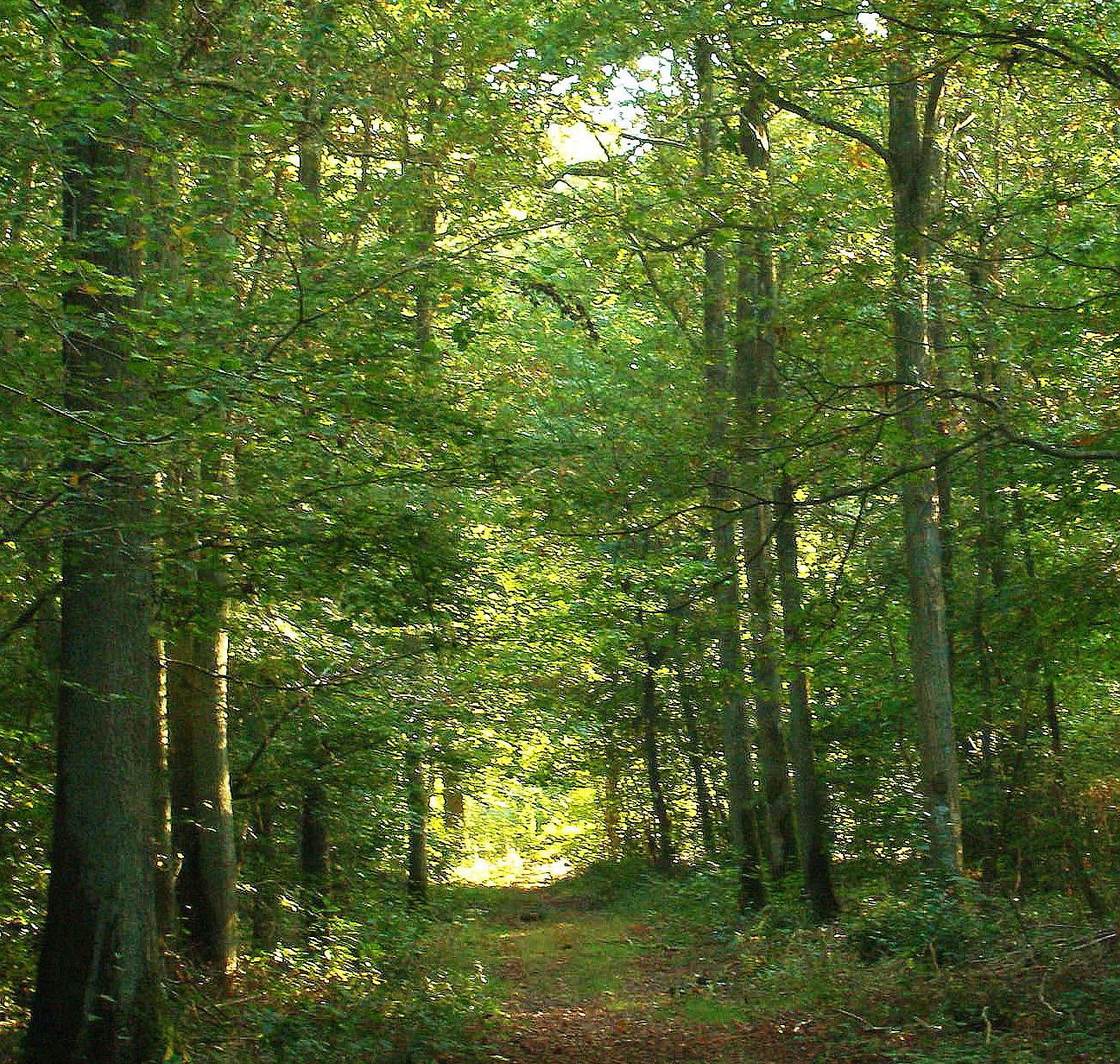 962 P1010231mmND Sous-bois CJ feuilles vertes.jpg