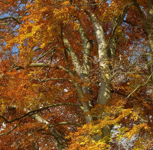 Reconnaître les arbres au Parc Floral, Bois de Vincennes