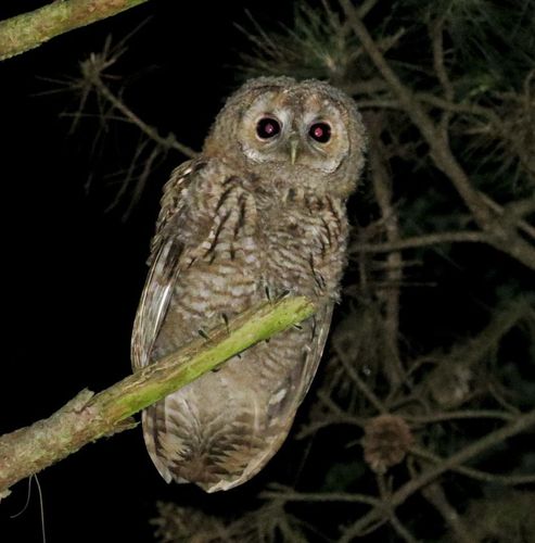 La vie sauvage secrète du Bois de Vincennes au crépuscule