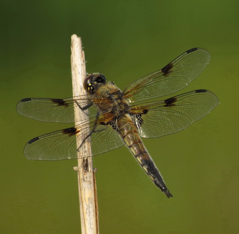 IMG_0005mm Libellule 4 taches mâle_Episy_23juin2019_resize.jpg