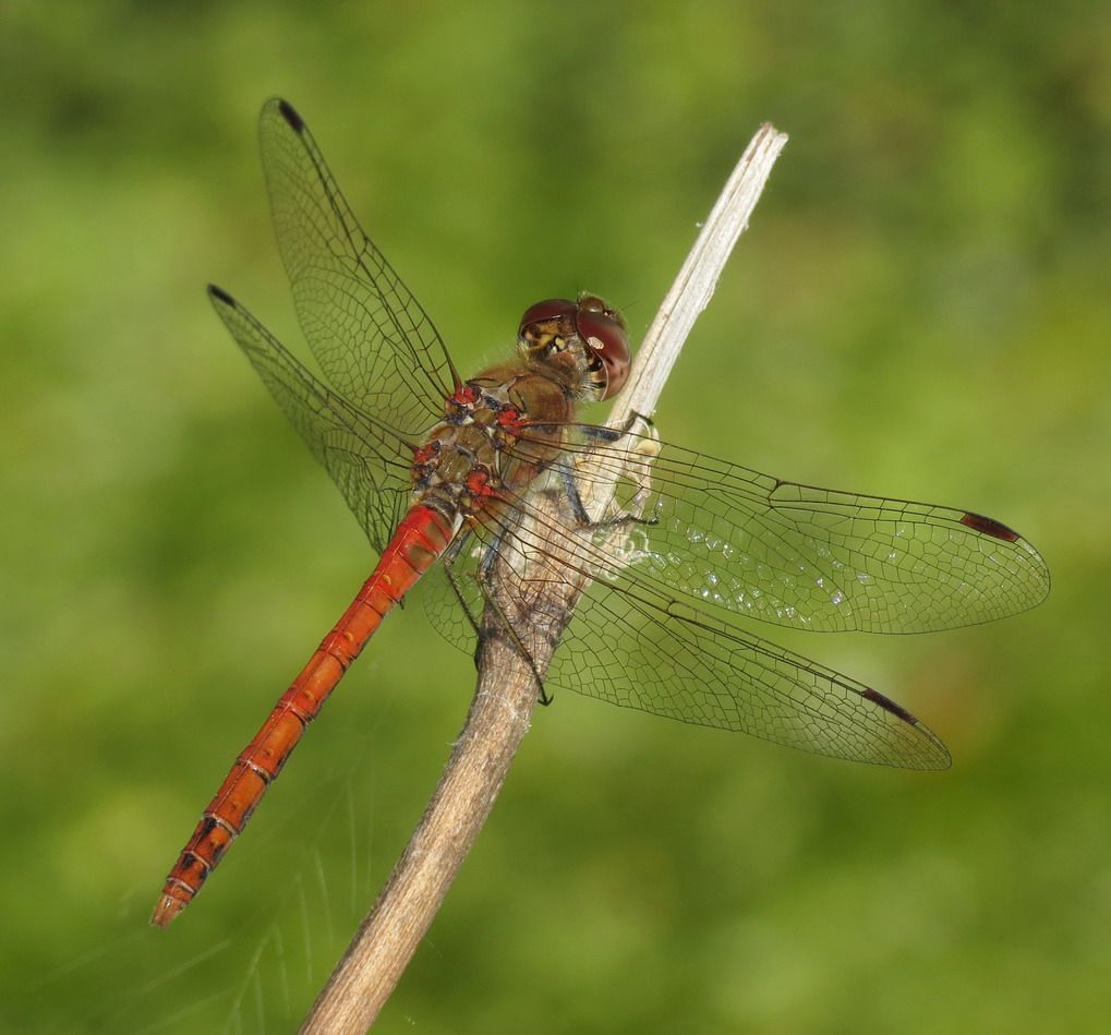 Observation des libellules, grenouilles et autres habitants des mares 