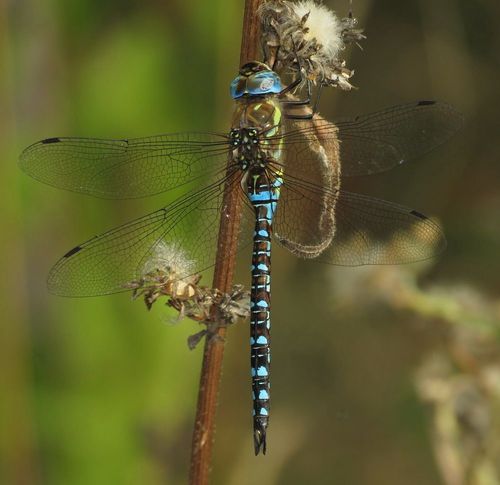 Observation des libellules du Bois de Vincennes