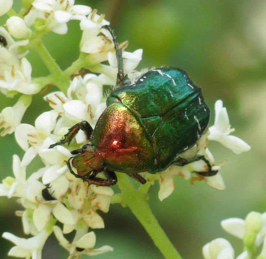 Le monde fascinant des insectes