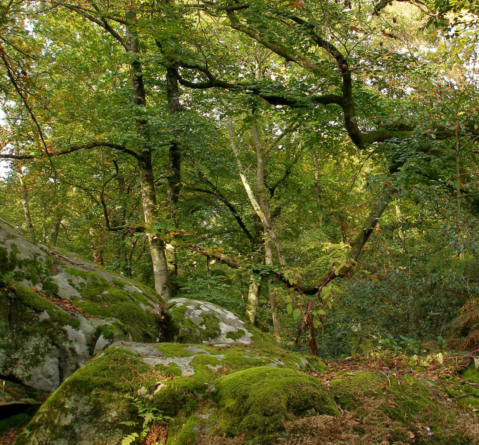 Fontainebleau Rochers et hêtre moussus