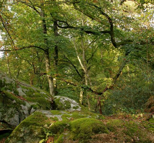 Randonnée nature sur les plus beaux sentiers de la forêt de Fontainebleau