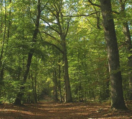 Balade nature et papillons en forêt de Fontainebleau