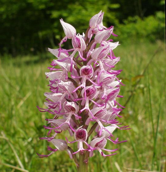 P1015357mR Orchis simia_resize.jpg