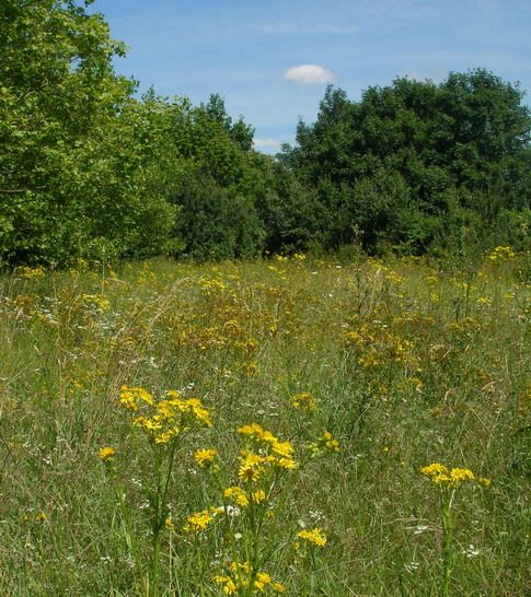 P7220972n Vincennes - Prairie vers le manŠge ‚questre_resize.jpg