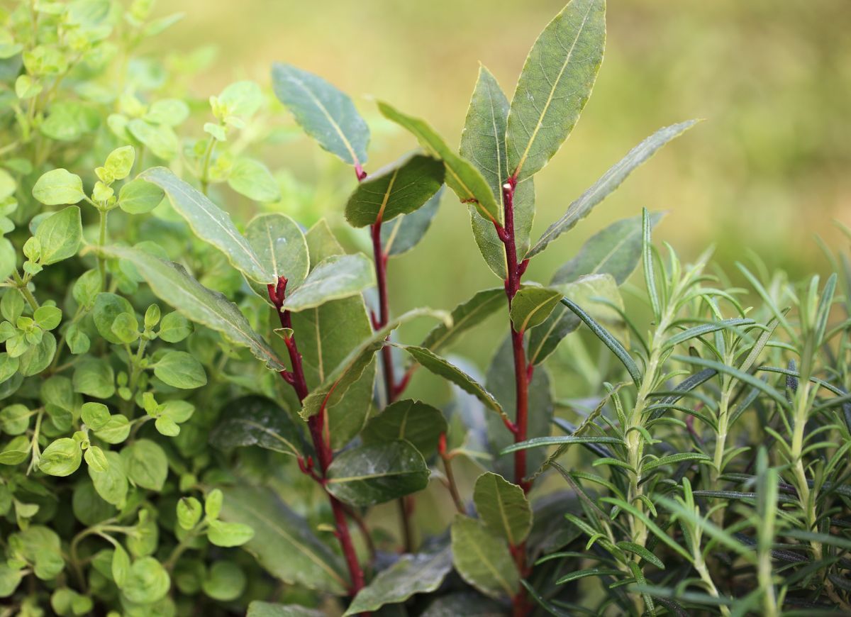 Atelier plantes médicinales