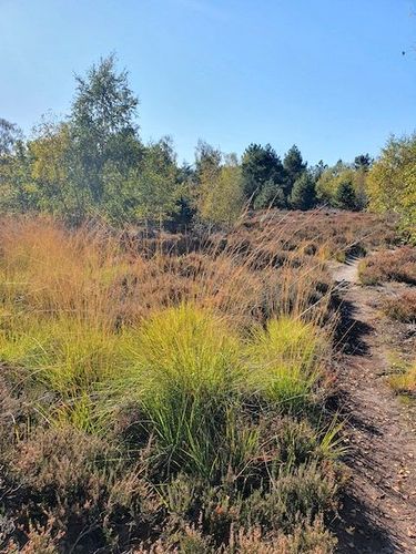 Sortie naturaliste en forêt de Fontainebleau