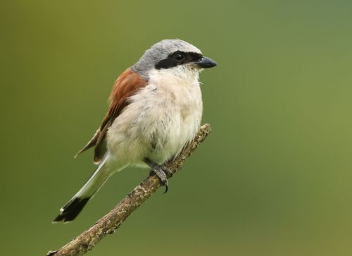  Randonnée ornithologique en forêt de Fontainebleau.