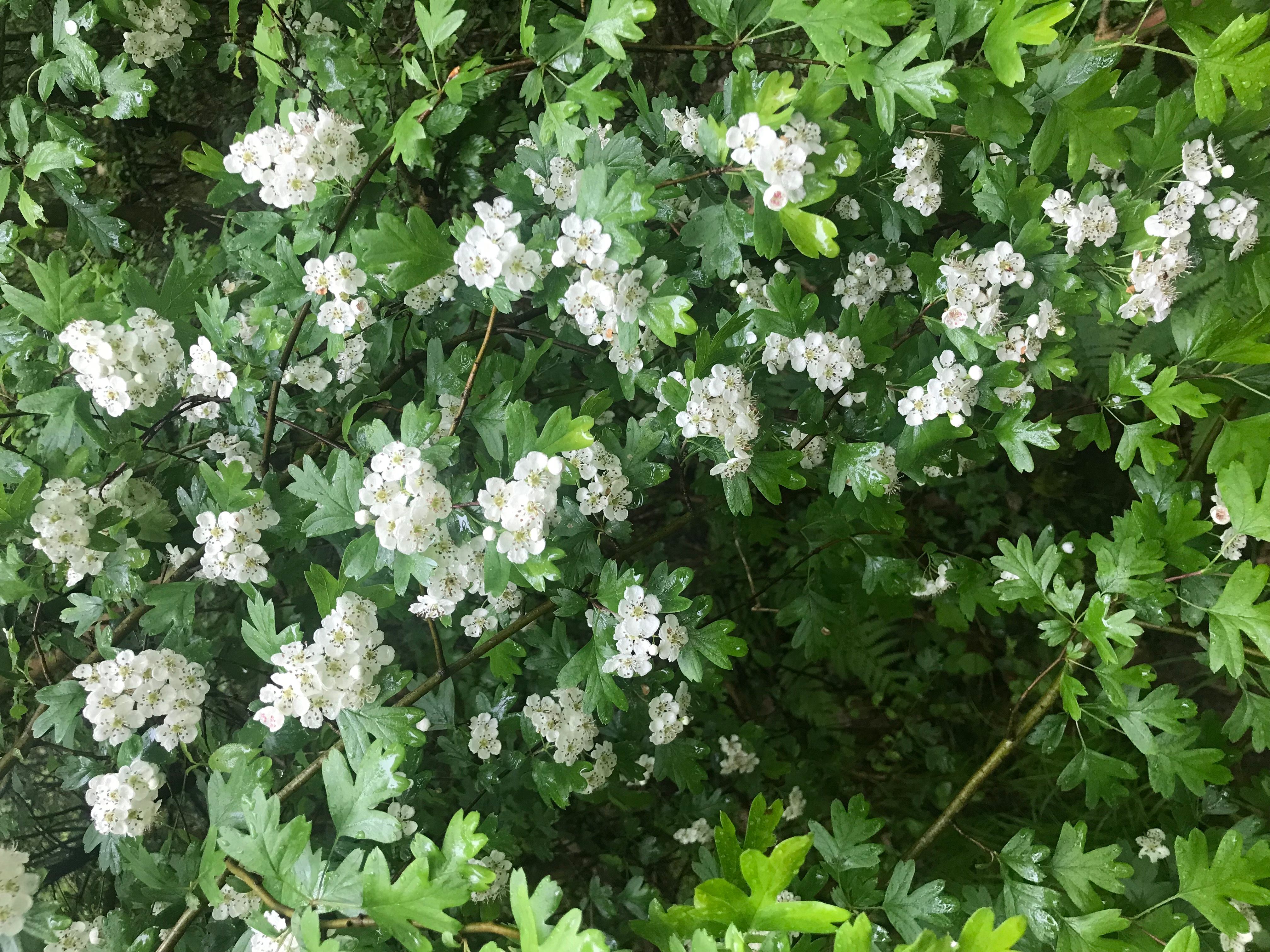 L’Aubépine, l’églantier, le prunellier, en Mai