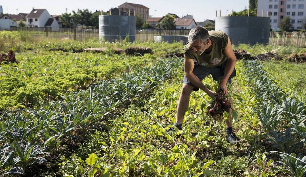 Initiation à la permaculture