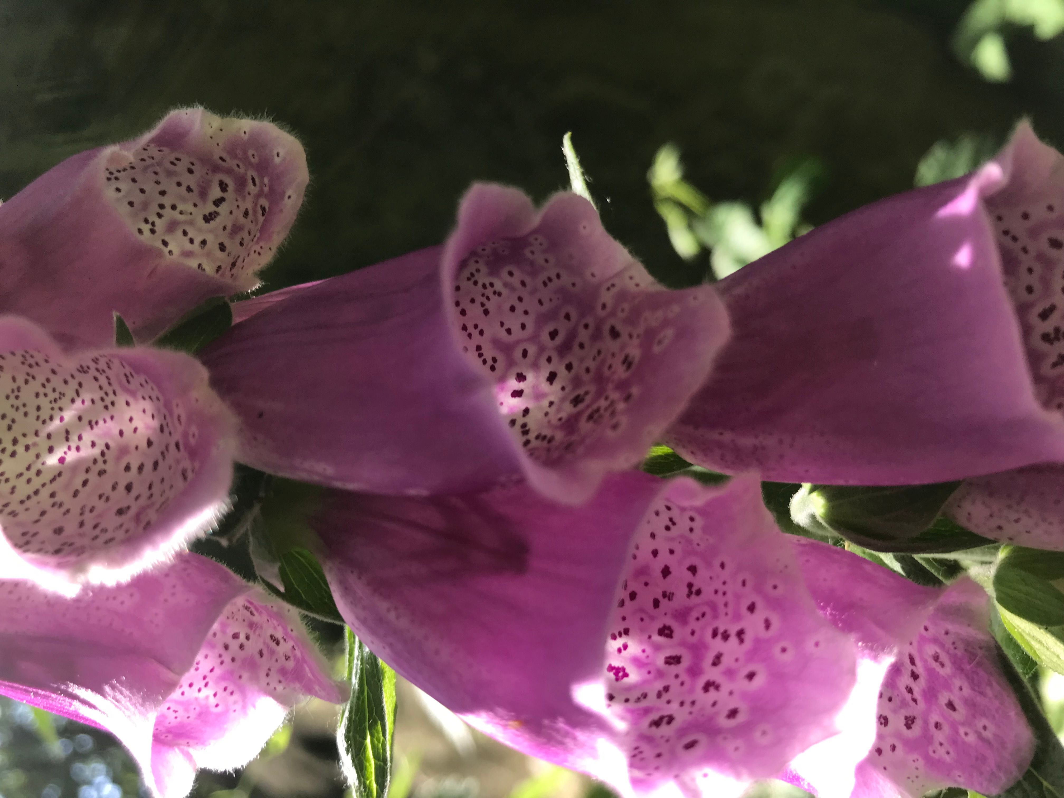 DIVERSITE ET RICHESSE CHEZ LES FLEURS
