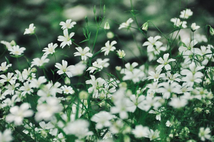 Les activités Nature proposés par Adeline - Animatrice plantes sauvages