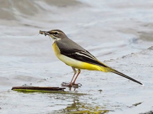 Découverte des oiseaux du lac de Créteil