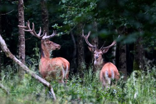 Brame du cerf
