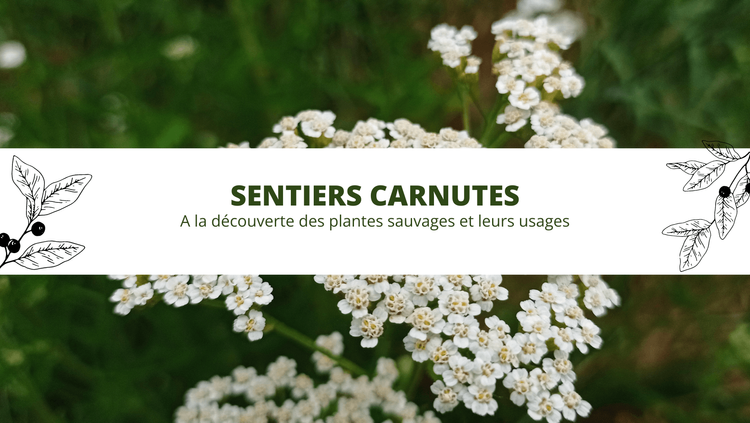Les activités Nature proposés par Juliette - Animatrice botanique