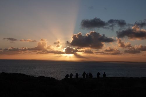 Oiseaux et Mammifères Marins du Finistère Sud
