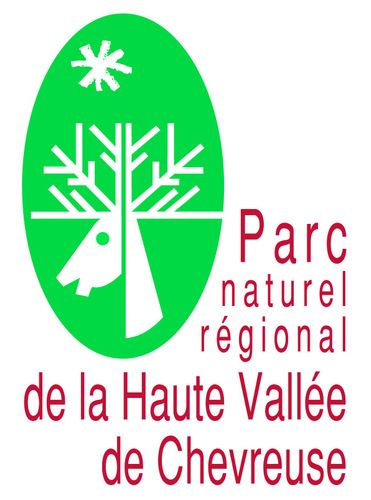 LES RACINES EN AUTOMNE DANS LES BOIS