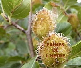 Les fruits oléagineux et condimentaires dans les bois